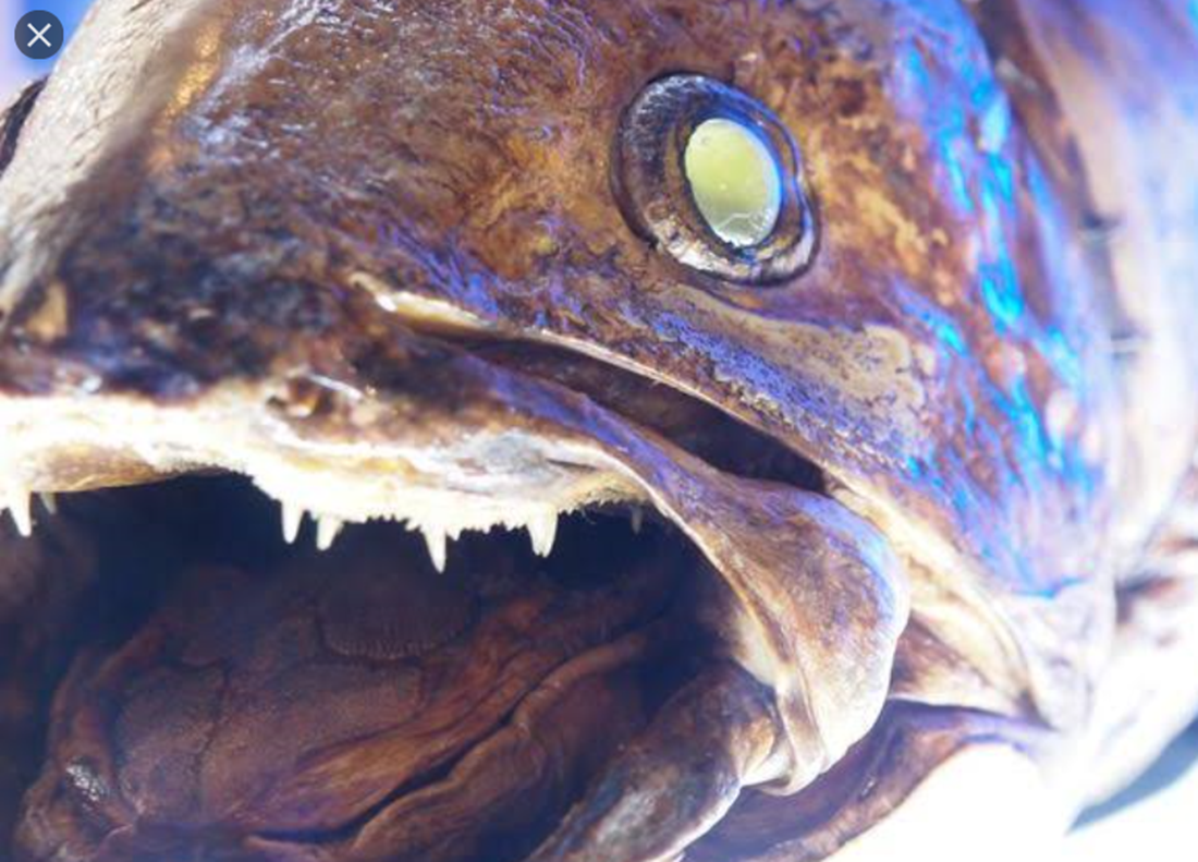 深海魚を食べる 静岡の店ベスト３と旨い魚の名前や種類等を解説 ザ ワールド 宝の地図ブログ
